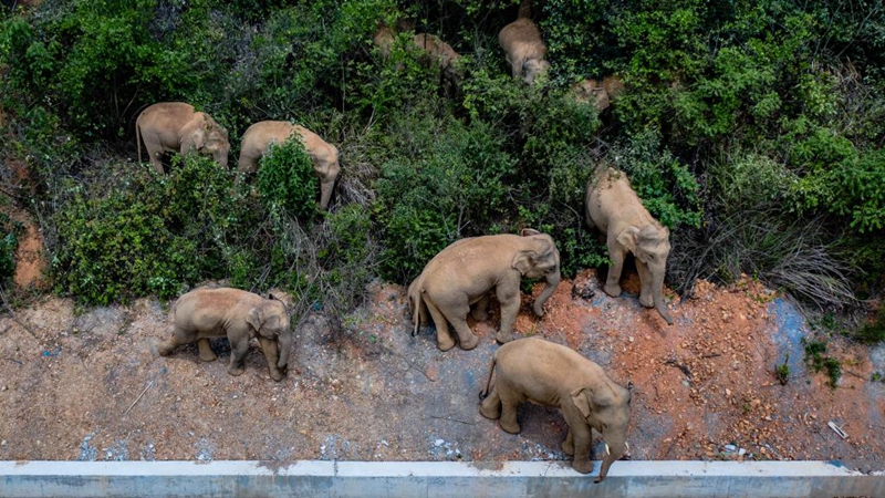 Wilde asiatische Elefanten wandern in der südwestchinesischen Provinz Yunnan nach Norden