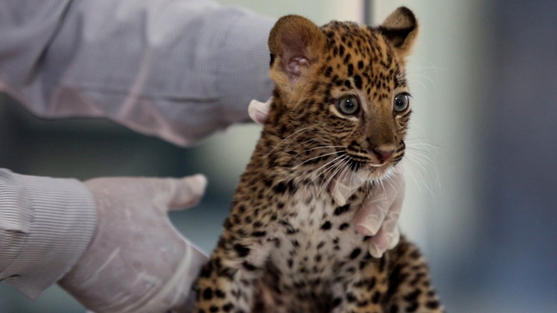 Von der Mutter getrenntes Leopardenjunges in Indien gerettet