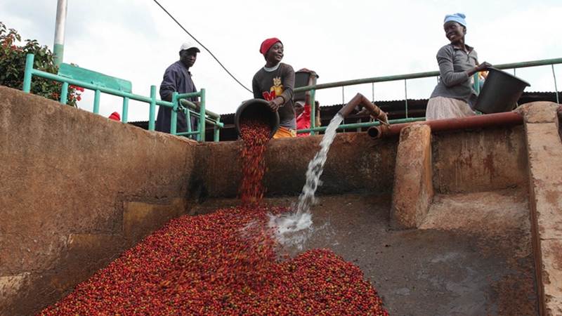 Kenia startet in die Saison der Kaffeeernte