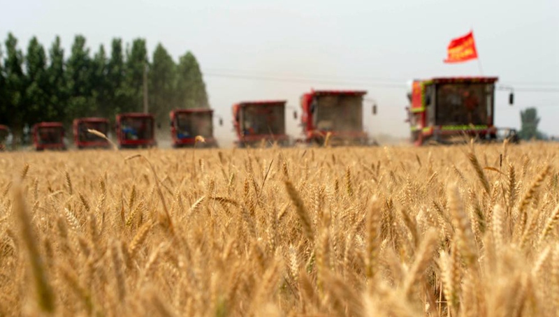Landmaschinen ernten Weizen in Provinz Hebei