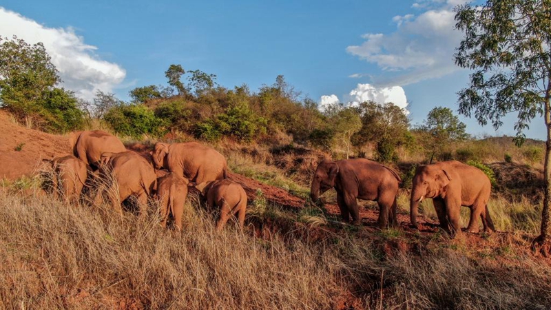 Herde wilder asiatischer Elefanten macht vorübergehend Halt am Stadtrand von Kunming