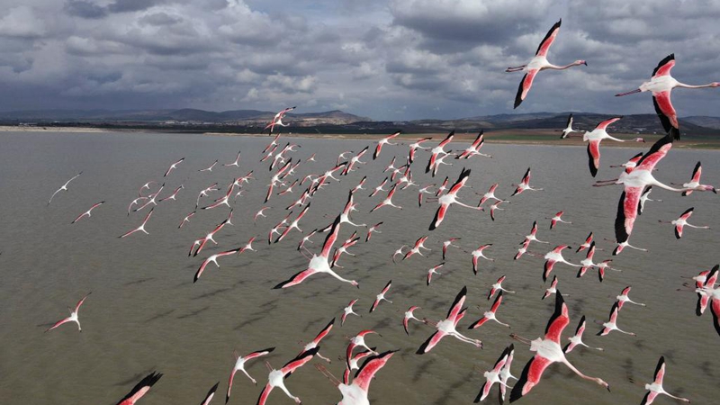 Ein Blick auf Flamingos am Mogan-See in der Türkei